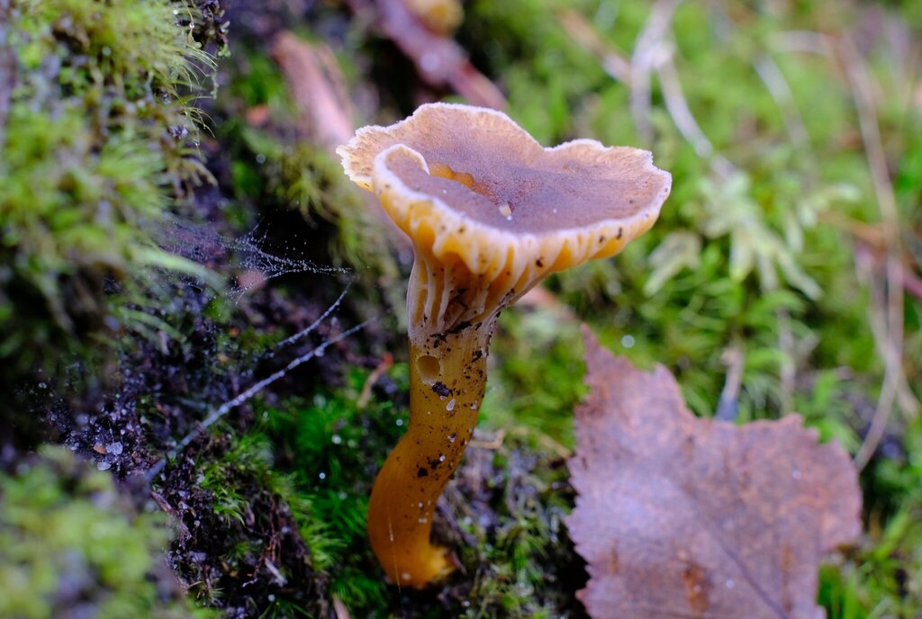 Craterellus tubaeformis · November 2025 · photo: © protd (iNaturalist, cc0)