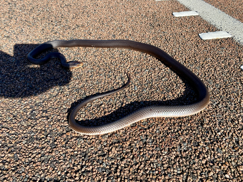 Coastal Taipan sighting