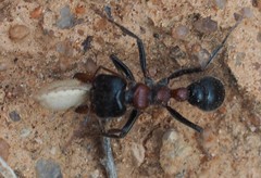 Myrmecia aberrans