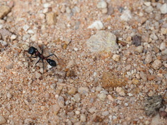 Myrmecia aberrans