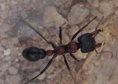 Myrmecia aberrans
