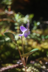 Viola kauaensis