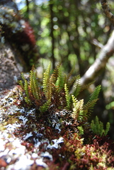 Adenophorus tamariscinus