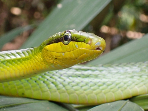 Red-tailed Green Ratsnake — seen at this dive site