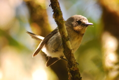 Chasiempis sclateri