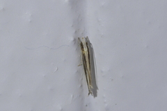 Erechthias stilbella