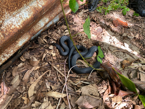 Red-bellied Black Snake sighting