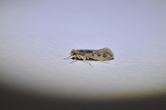 Tinea pallescentella