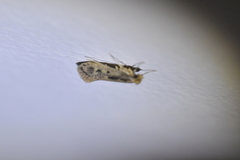 Tinea pallescentella