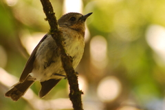 Chasiempis sclateri