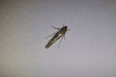 Tinea pallescentella