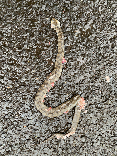 Rough-scaled Snake sighting