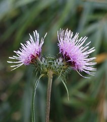 Cirsium suzukaense