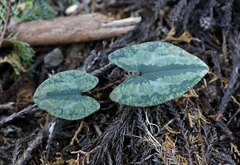 Asarum nipponicum nipponicum
