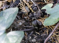 Asarum nipponicum nipponicum