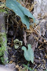 Asarum nipponicum nipponicum