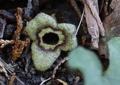 Asarum nipponicum nipponicum