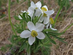 Anemonastrum crinitum