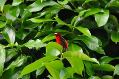 Ramphocelus melanogaster
