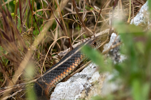 Lowlands Copperhead sighting
