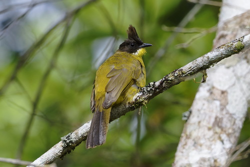 Bornean Bulbul (Rubigula montis), photo 4