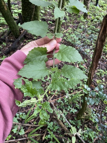 White climbing-sage (Buddleja dysophylla)