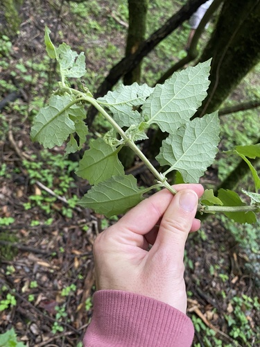 Buddleja dysophylla, photograph 2
