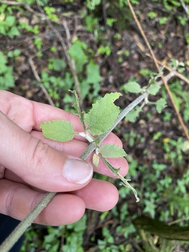 Buddleja dysophylla, photograph 4