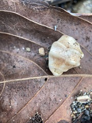 Acanthais triangularis
