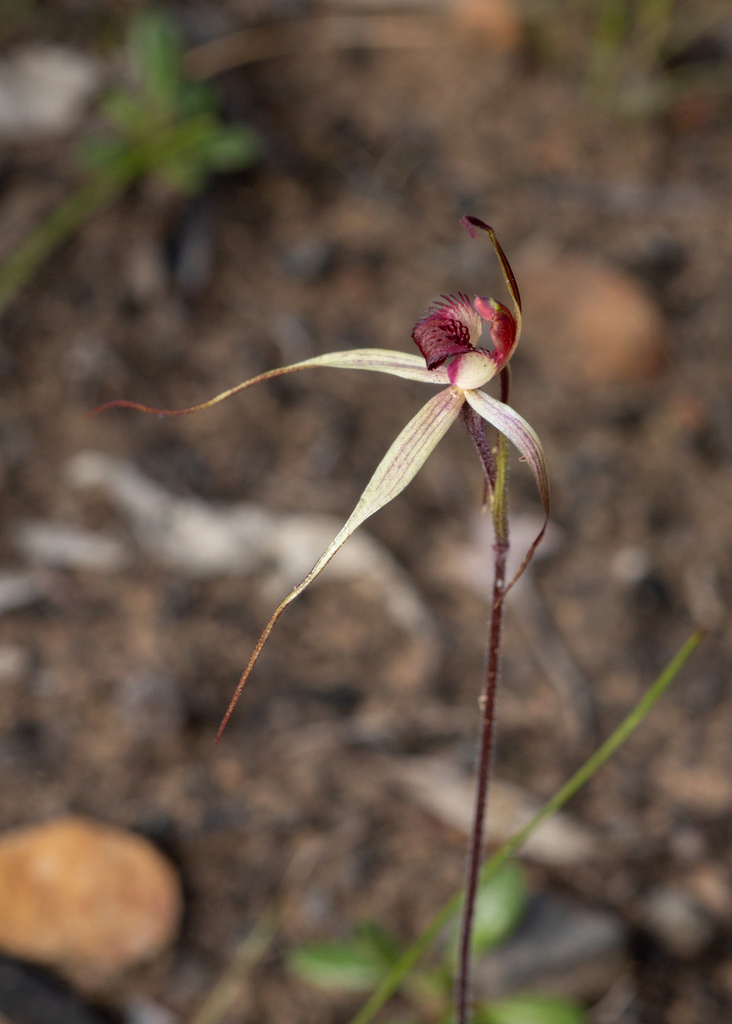 Caladenia grampiana