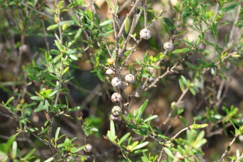 mountain tea tree (Leptospermum variabile)