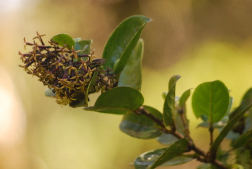 Kadua affinis
