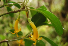 Scaevola glabra