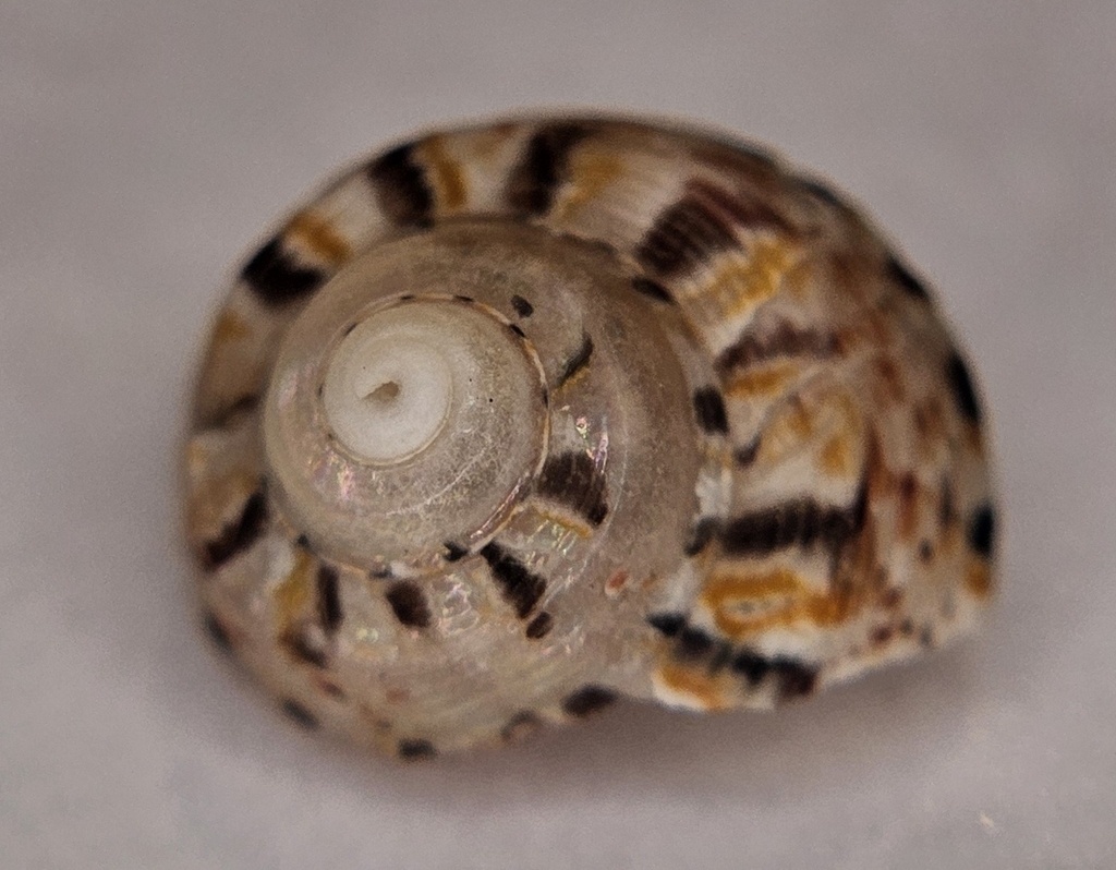 Notogibbula lehmanni