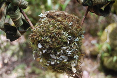 Chasiempis sclateri