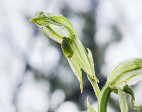 Emerald-lip Greenhood (Pterostylis smaragdyna)