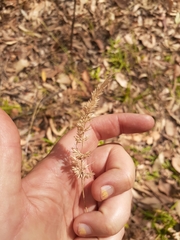 Echinopogon caespitosus