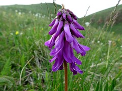 Hedysarum consanguineum