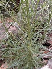 Senecio diaschides