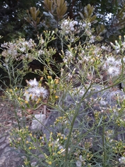 Senecio diaschides