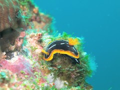 Chromodoris kuiteri