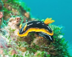 Chromodoris kuiteri