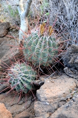 Ferocactus emoryi rectispinus