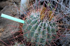 Ferocactus emoryi rectispinus