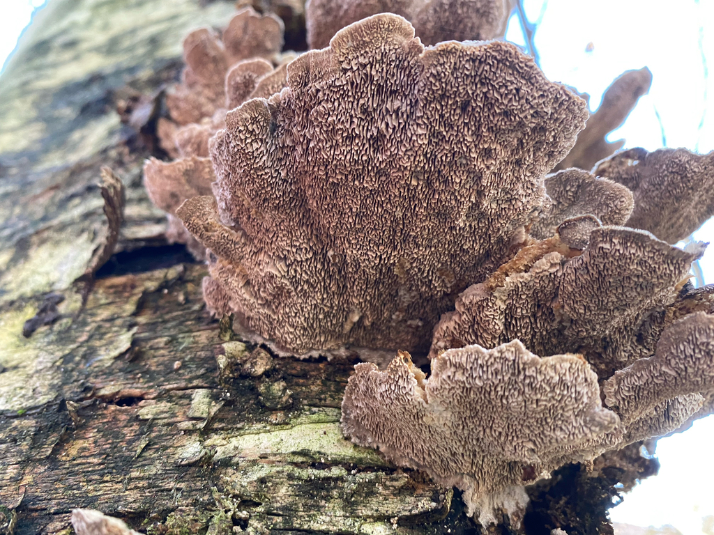 Cerrena unicolor · November 2025 · photo: © alex_sosn (iNaturalist, cc0)