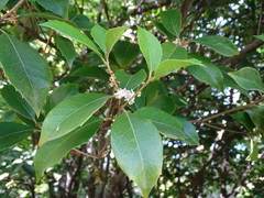 Osmanthus armatus
