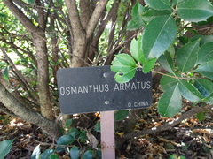 Osmanthus armatus