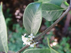 Osmanthus armatus