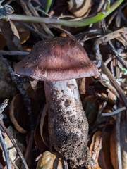 Inosperma adaequatum