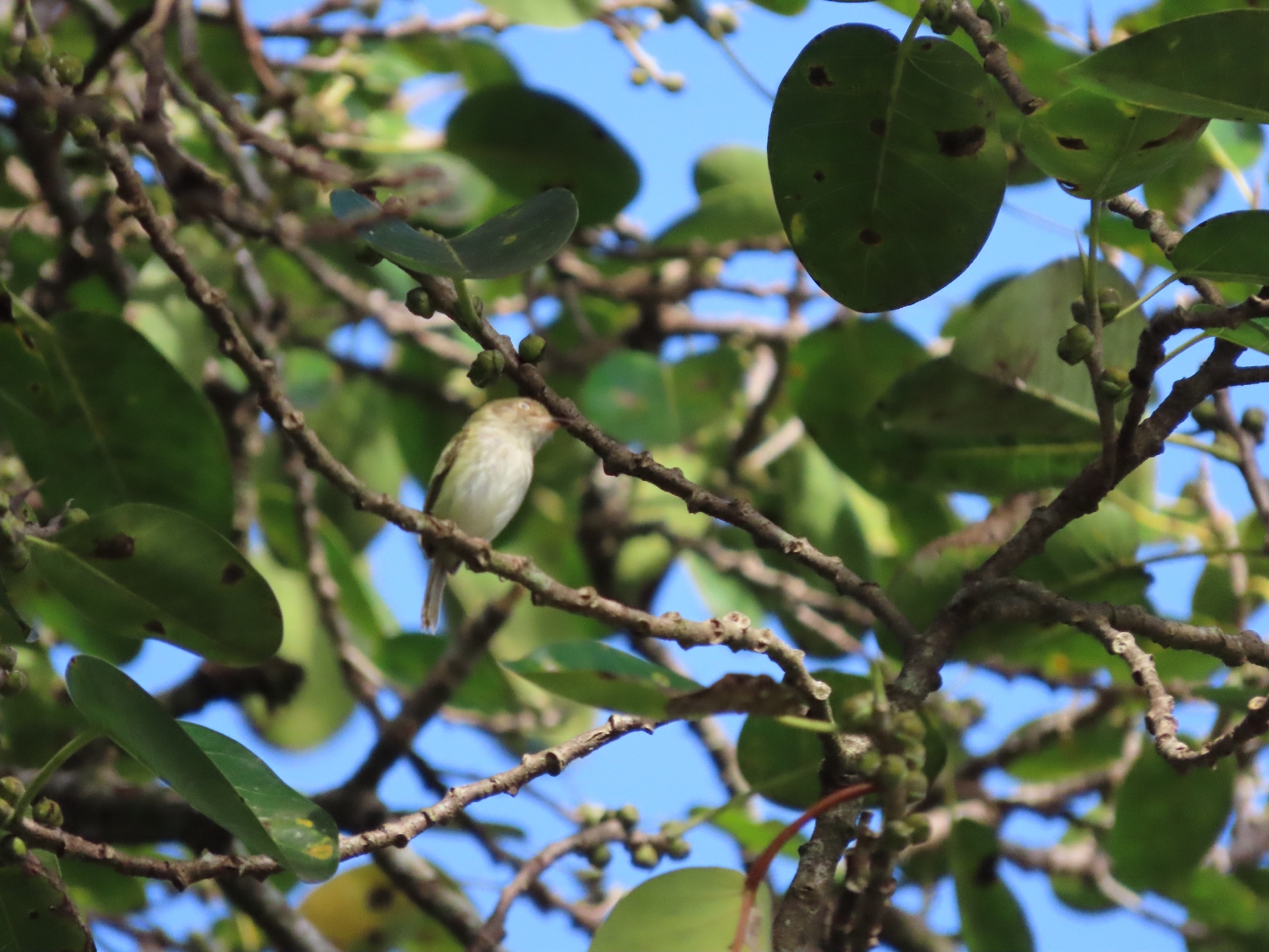 Pale-eyed Pygmy Tyrant (Atalotriccus pilaris), photo 5
